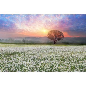 Lais Puzzle - Narzissen bei Sonnenaufgang. Eine lebende Legende der Unterkarpaten ist ein erstaunliches Phänomen - Narzissenblüten, Ukraine - 2.000 Teile
