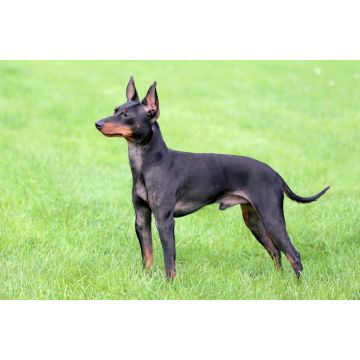 Lais Puzzle - English Toy Terrier - 2.000 Teile
