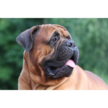 Lais Puzzle - Bullmastiff - 2.000 Teile