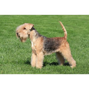 Lais Puzzle - Lakeland Terrier - 2.000 Teile