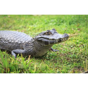 Lais Puzzle - Kaiman im Nationalpark Esteros del Iberá, Argentinien - 2.000 Teile
