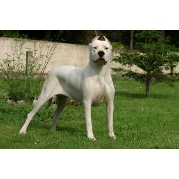 Lais Puzzle - Dogo Argentino - 2.000 Teile
