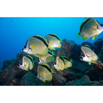 Lais Puzzle - Unterwasser-Seitenansicht des Schwarznasen-Barbierfisches (Johnrandallia nigrirostris) San Benedicto, Revillagigedo, Colima, Mexiko - 2.000 Teile