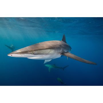 Lais Puzzle - Unterwasseransicht des Seidenhais (carcharhinus falciformis) San Benedicto, Revillagigedo, Colima, Mexiko - 2.000 Teile