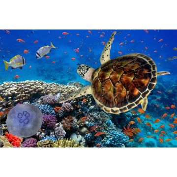 Lais Puzzle - Korallenriff mit Fischen und Wasserschildkröte - 2.000 Teile