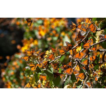 Lais Puzzle - Biosphärenreservat Monarchfalter, Michoacan (Mexiko) - 2.000 Teile