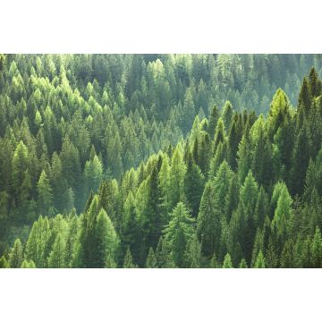 Lais Puzzle - Gesunde grüne Bäume in einem Wald aus alten Fichten, Tannen und Kiefern - 2.000 Teile