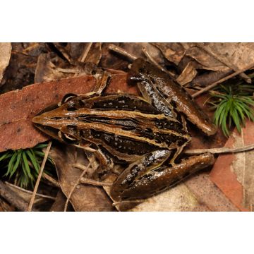Lais Puzzle - Der gestreifte Raketenfrosch oder in seinem heimischen Verbreitungsgebiet als Raketenfrosch bekannt, Australien - 2.000 Teile
