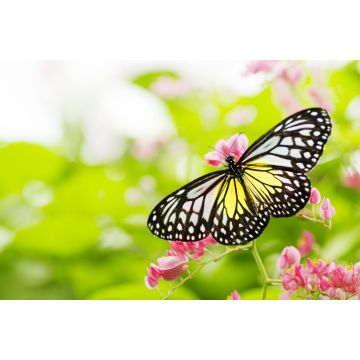Lais Puzzle - Schmetterling auf einer Blume - 2.000 Teile