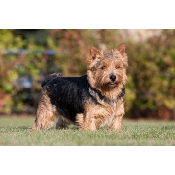Lais Puzzle - Norwich Terrier - 2.000 Teile