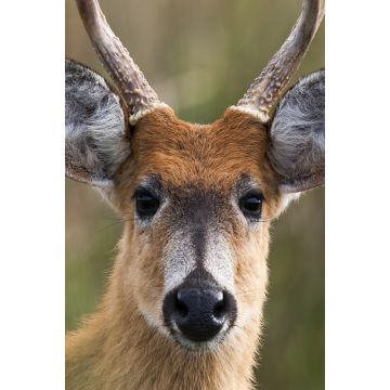 Lais Puzzle - Sumpfhirsch (Blastocerus dichotomus) - 2.000 Teile