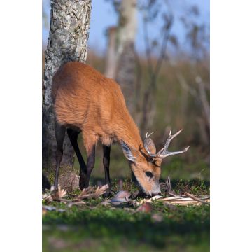 Lais Puzzle - Sumpfhirsch (Blastocerus dichotomus) - 2.000 Teile
