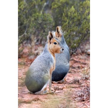 Lais Puzzle - Die Mara ist eine Nagetierart aus der Familie der Caviidae, die auch als patagonische Mara, patagonischer Hase und Hase bekannt ist, obwohl sie nicht zur Ordnung der echten Hasen gehört. - 2.000 Teile
