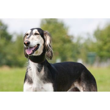 Lais Puzzle - Saluki - 2.000 Teile