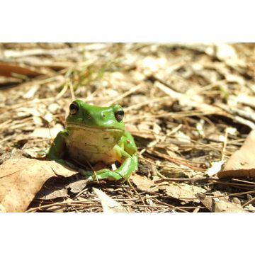 Lais Puzzle - Grüner Laubfrosch in der Laubstreu des Waldes, Australien - 2.000 Teile