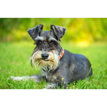 Lais Puzzle - Schnauzer - 2.000 Teile