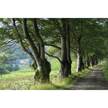 Lais Puzzle - Schmale Landstraße und Buchenreihe bei Barr, South Ayrshire, Schottland - 2.000 Teile