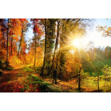 Lais Puzzle - Waldlandschaft im Herbst mit Sonnenstrahlen - 2.000 Teile