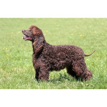 Lais Puzzle - Irish Water Spaniel - 2.000 Teile