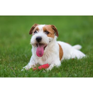 Lais Puzzle - Parson Russell Terrier - 2.000 Teile
