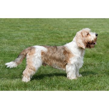 Lais Puzzle - Petit Basset Griffon Vendeen - 2.000 Teile