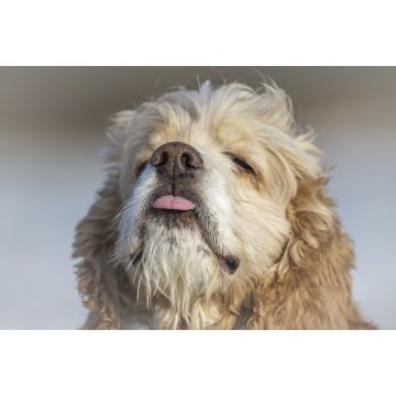 Lais Puzzle - Amerikanischer Cocker Spaniel - 2.000 Teile