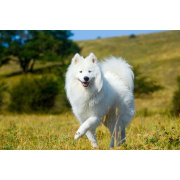 Lais Puzzle - Samojede - 2.000 Teile