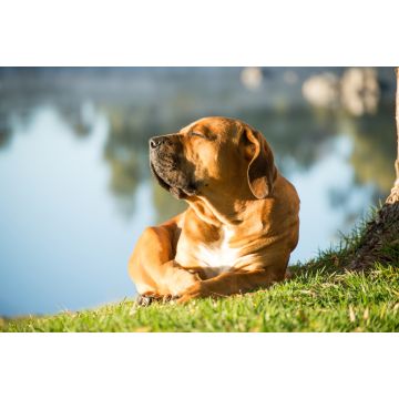 Lais Puzzle - Boerboel - 2.000 Teile