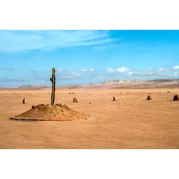 Lais Puzzle - Die einzige Pflanze über viele Kilometer in der Wüstenregion von Tacna, Peru - 2.000 Teile
