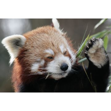 Lais Puzzle - Roter Panda - 2.000 Teile