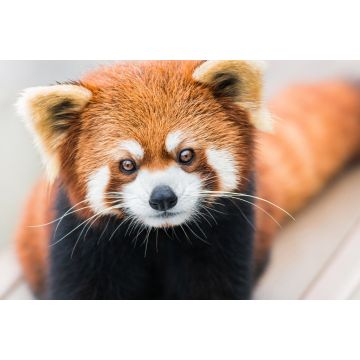 Lais Puzzle - Kleiner Panda/Roter Panda - 2.000 Teile