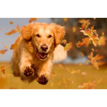 Lais Puzzle - Golden Retriever - 2.000 Teile