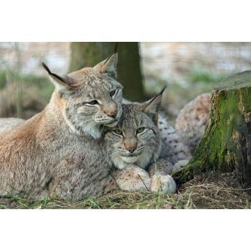 Lais Puzzle - Luchs - 2.000 Teile