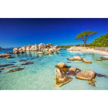 Lais Puzzle - Pinienbaum am Strand von Palombaggia, Korsika, Frankreich - 2.000 Teile