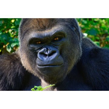 Lais Puzzle - Gorilla - 2.000 Teile
