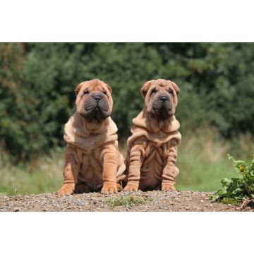 Lais Puzzle - Shar Pei - 2.000 Teile