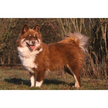 Lais Puzzle - Finnischer Lapphund - 2.000 Teile