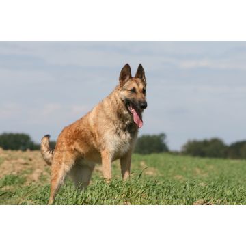 Lais Puzzle - Laekenois - 2.000 Teile