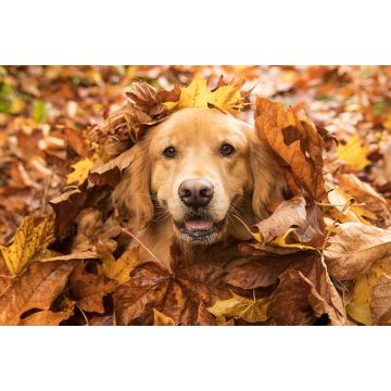 Lais Puzzle - Golden Retriever - 2.000 Teile