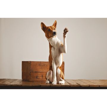 Lais Puzzle - Basenji - 2.000 Teile