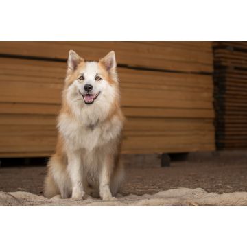 Lais Puzzle - Islandhund - 2.000 Teile