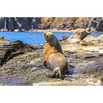 Lais Puzzle - Kalifornischer Seelöwe, Zalophus californianus, auf den Felsen. Isla Coronado bei Loreto in Baja Kalifornien, Mexiko - 2.000 Teile