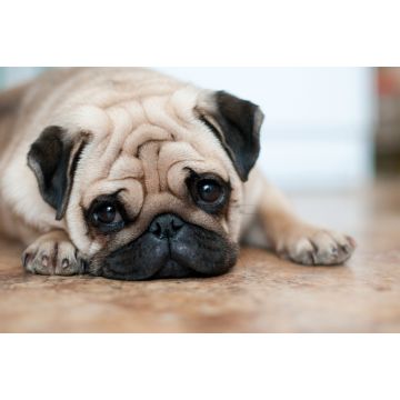 Lais Puzzle - Mops - 2.000 Teile