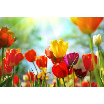 Lais Puzzle - Tulpen - 2.000 Teile