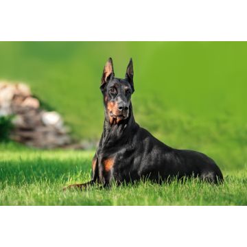 Lais Puzzle - Dobermann - 2.000 Teile