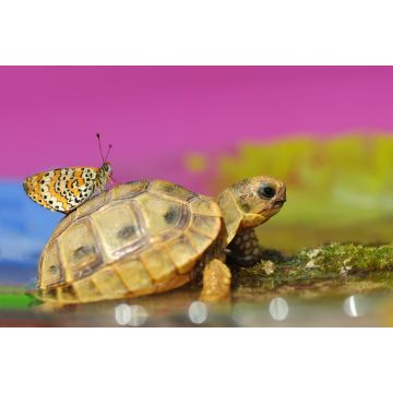 Lais Puzzle - Schmetterling auf Schildkröte - 2.000 Teile