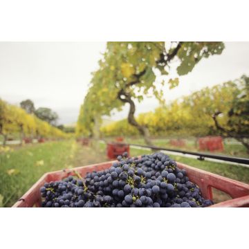 Lais Puzzle - Schwarze Trauben in Kiste auf Weinberg Yarra Valley Victoria Australien - 2.000 Teile