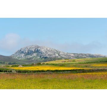 Lais Puzzle - Holyhead Mountain, (der walisische Name ist Mynydd Twr) über den Feldern mit Butterblumen und Wildblumen. In Holyhead Anglesey Nordwales - 2.000 Teile