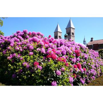 Lais Puzzle - Viborger Dom, Dänemark - 2.000 Teile