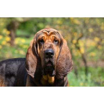 Lais Puzzle - Bloodhound - 2.000 Teile